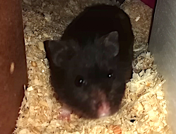 Bild von Miran, ausgewachsen