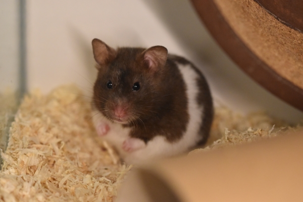 Bild von Antonia, ausgewachsen