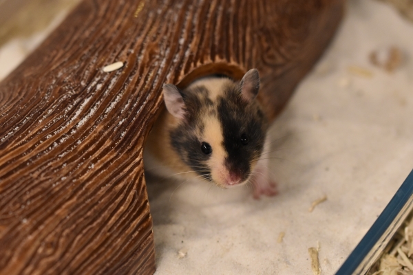 Bild von Clover, geb. 09.08.2023