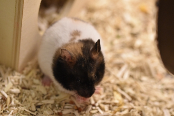 Bild von Tofu Tori, geb. 09.08.2023