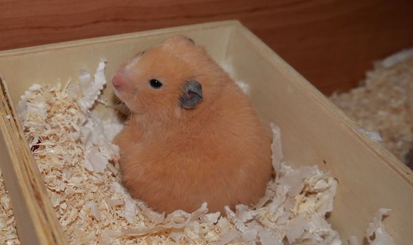 Bild von Benisha, ausgewachsen