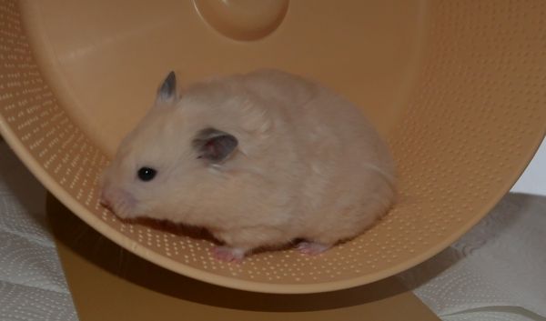 Bild von Hummel, ausgewachsen