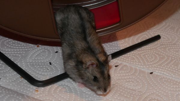Bild von Liebfried, geb. Anfang Februar 2021