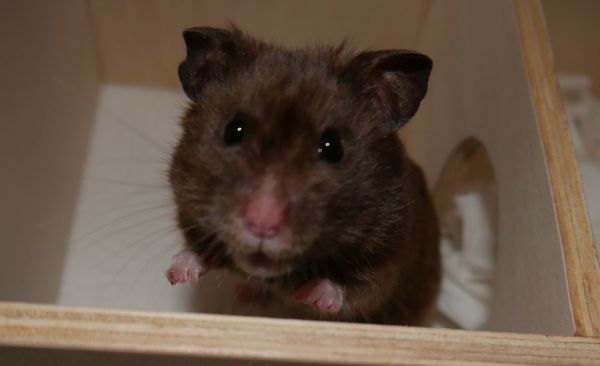 Bild von Nutello, ausgewachsen