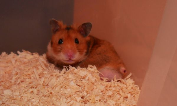Bild von Pablo, geb. 29.04.2022