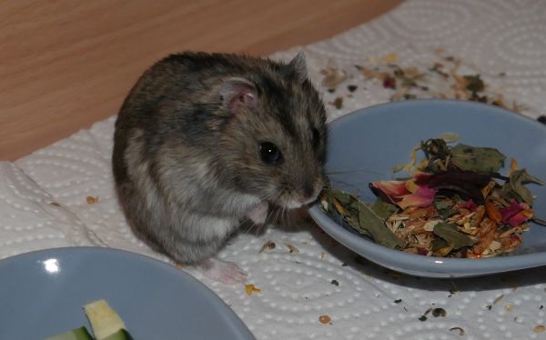 Bild von Philbert, geb. Anfang Februar 2021