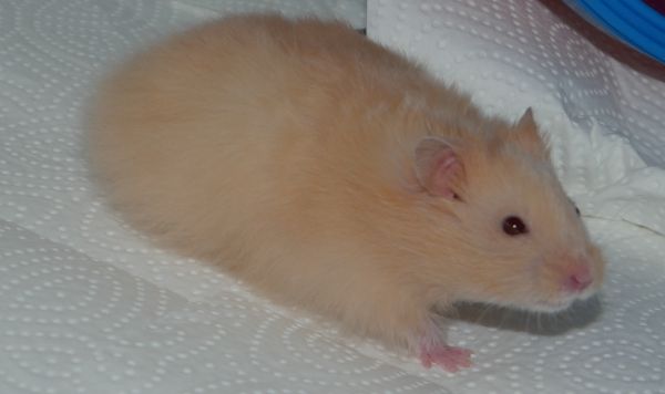 Bild von Remus, geb. 28.08.2021