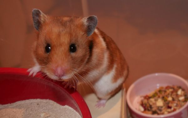 Bild von Smilla, geb. August 2022