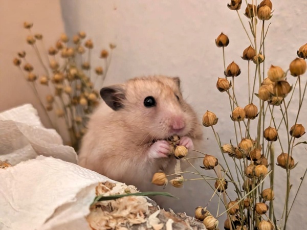 Cashew%201.2.jpg