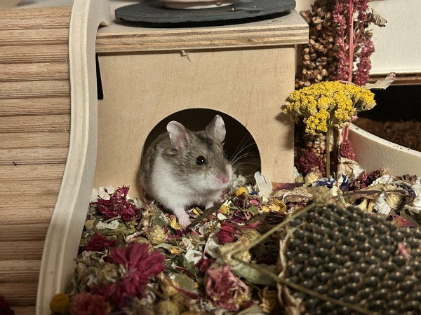 Hedwig%201.6.jpg
