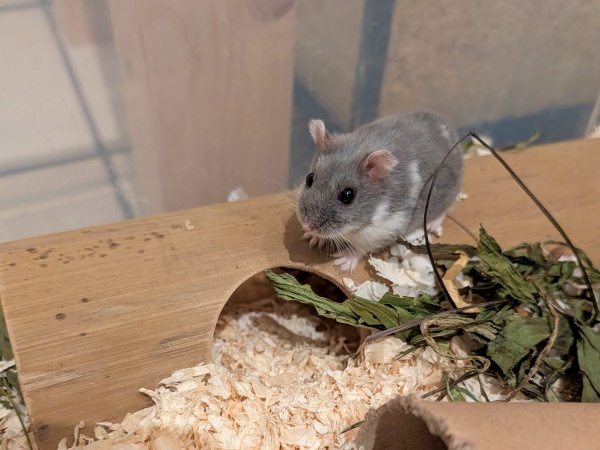 Bild von Flora, geb. ca. Januar 2025