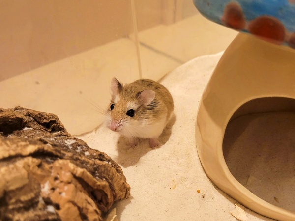 Bild von Heidi, geb. ca. August 2025