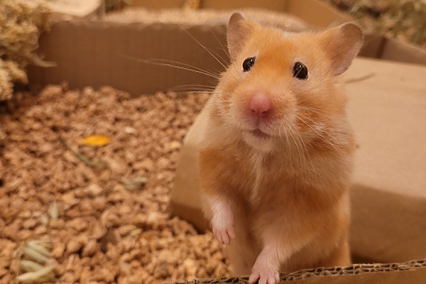 Bild von Henny, geb. 19.08.2024