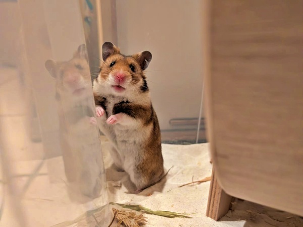 Bild von James, ausgewachsen