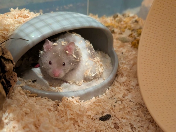 Bild von Mochi, geb. Februar 2026