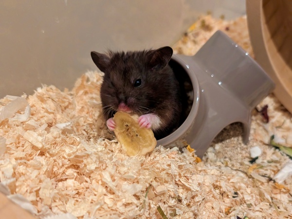 Bild von Morpheus, geb. ca. Februar 2025