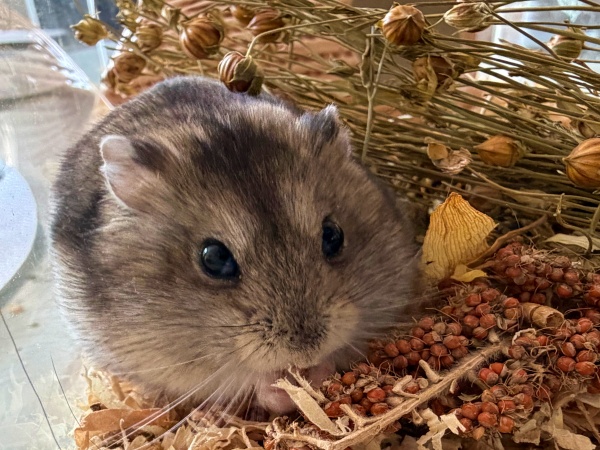 Bild von Atlas, geb. Februar 2026