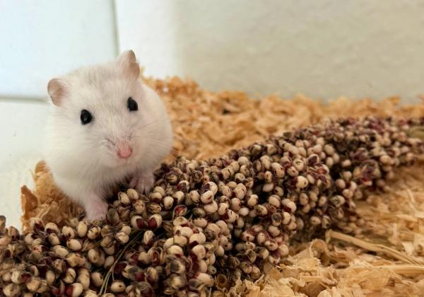 Cooki2.jpeg