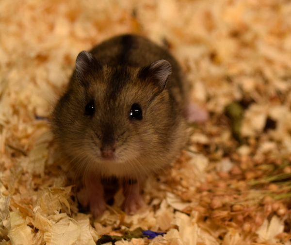 Bild von Eduard, geb. August 2021