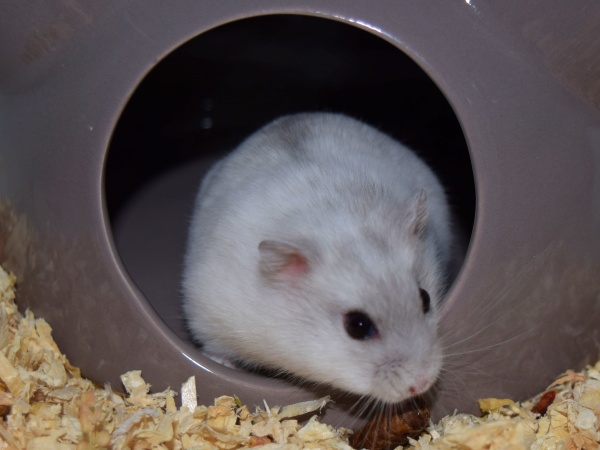 Bild von Missy, geb. 13.01.2023