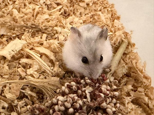 Bild von Snow, geb. 04.05.2026