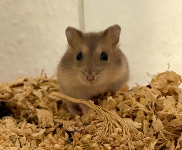 Bild von Susi, geb. 04.05.2026