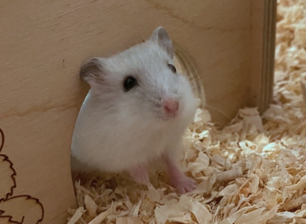 luma1.jpg
