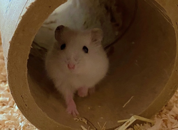 lumi1.jpg