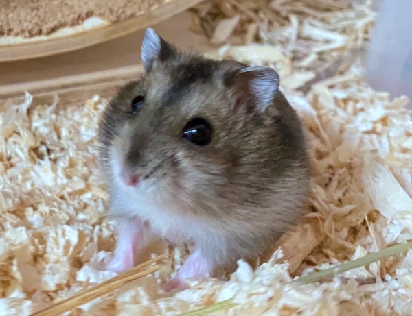 suki1.jpg