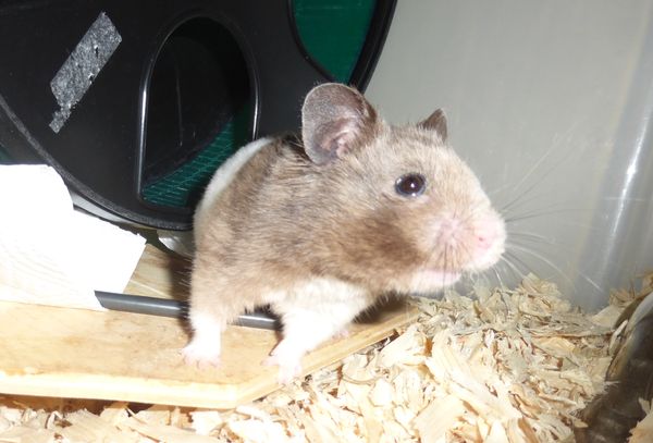 Bild von Cassian, ausgewachsen