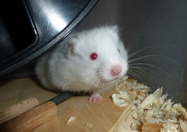 Bild von Elodie, geb.August 2021