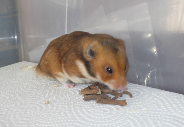 Bild von Gavriil, ausgewachsen