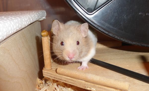 Bild von Harlow, geb. Februar 2026