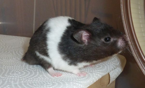 Bild von Jubel, geb. April 2023