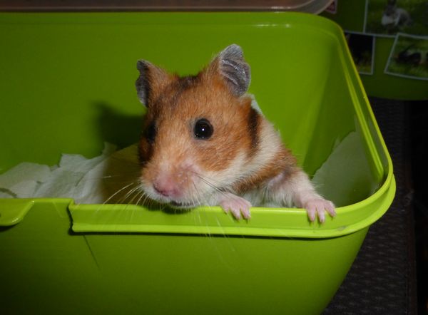 Bild von Mabel, geb. 25.12.2021