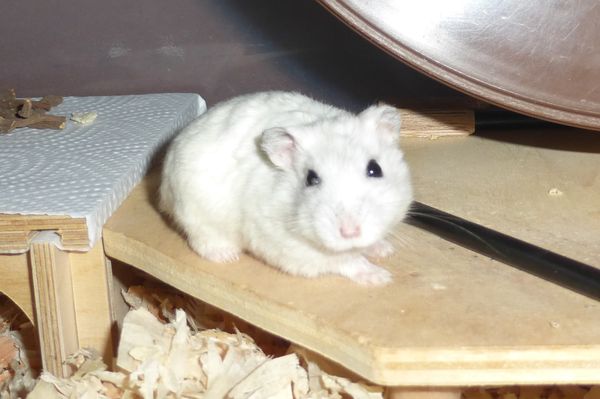 Bild von Renat, ausgewachsen