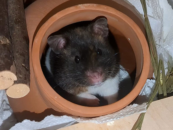 Bild von Biscotti, geb. Oktober 2025