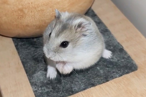 Bild von Tobi, geb. ca. Dezember 2025