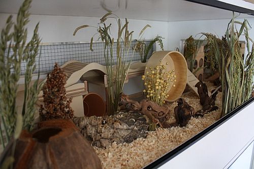 Roborowski Zwerghamster „Ruben" neues Zuhause: 200×55 Nagerhütte ... - Gehege5