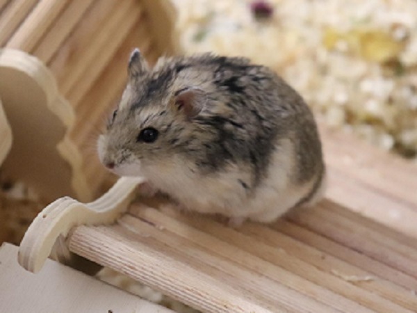 Knolles tolles Hamster-Training - Kein Gehampel an der Ampel